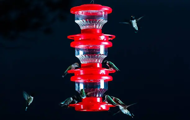 Photo of Hummingbird Feeding Frenzy