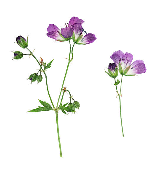 istock Pressed and dried flowers  Geranium pratense 542009860