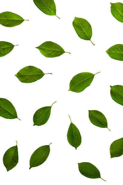 istock green fresh cherry leaves isolated on white background. flat lay 542009902