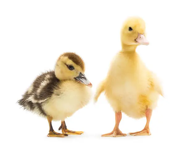 Two cute little ducklings isolated on white background
