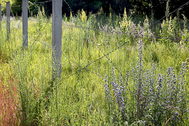 Barbed wire fence and grass field with trees in summer
