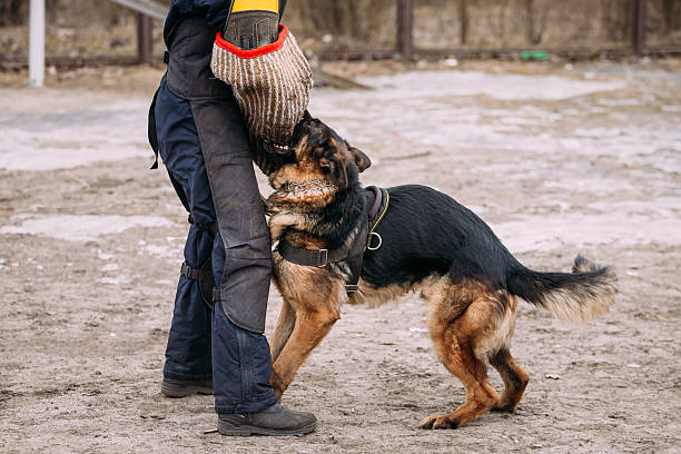 istock German Shepherd Dog Training. Alsatian Wolf Dog. 542011450