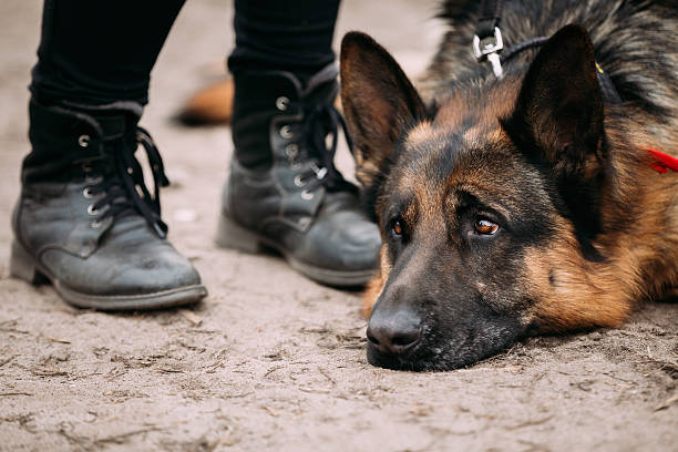 istock Close Up Sad Brown German Shepherd Dog Lying On Ground. 542011484