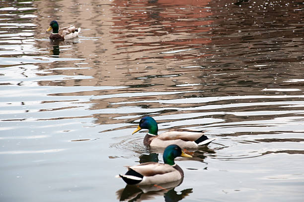 istock Ducks in city park river 542012230
