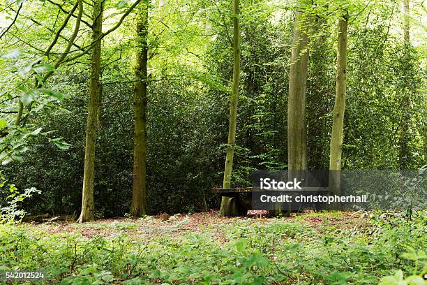 Old Abandond Trailer Left In The Woods Stock Photo - Download Image Now - Abandoned, England, Forest
