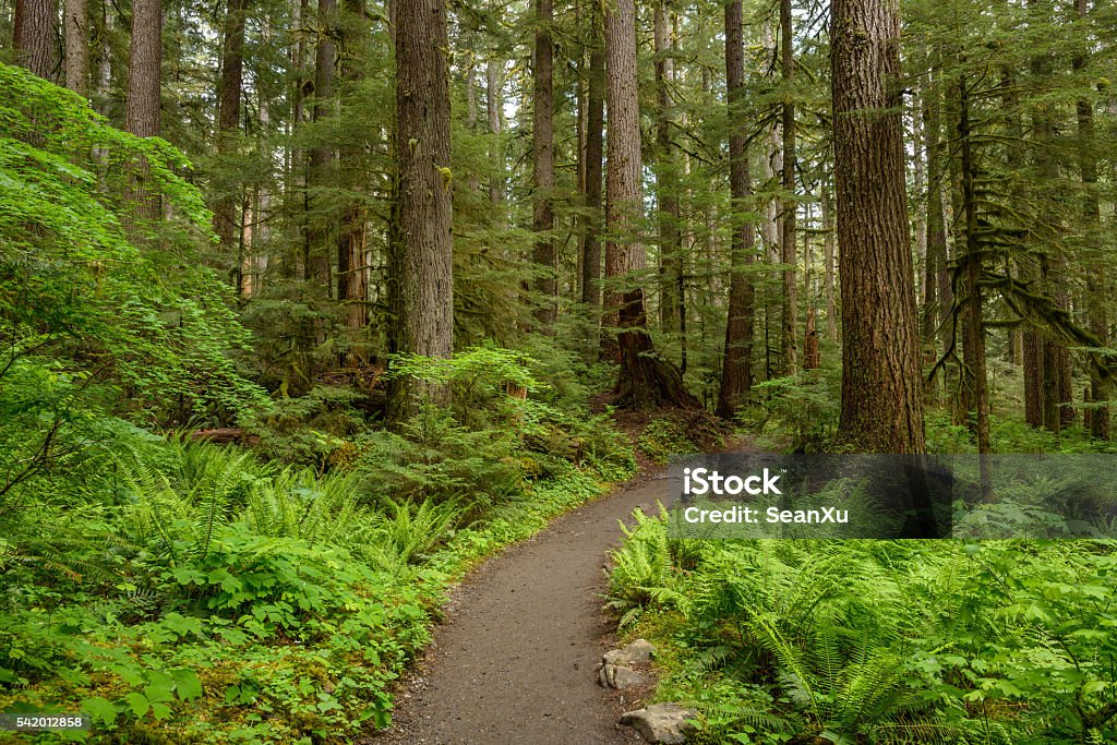 Hiking Path in Rain-Forest A hiking path deep in a dense rain-forest. Olympic National Park, Washington, USA. Washington State Stock Photo