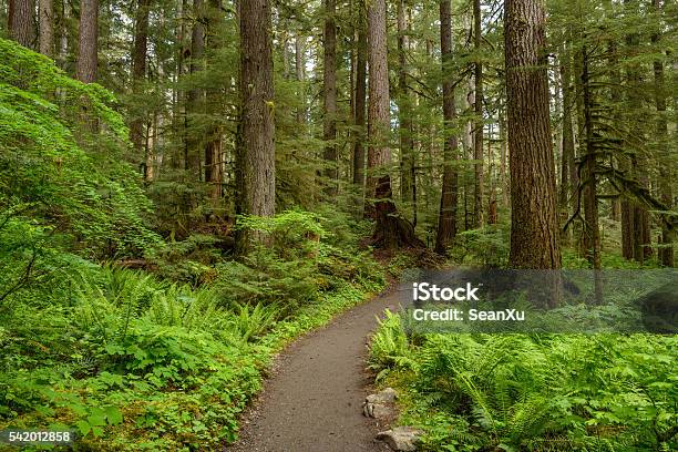 Hiking Path In Rainforest Stock Photo - Download Image Now - Washington State, Nature, Footpath