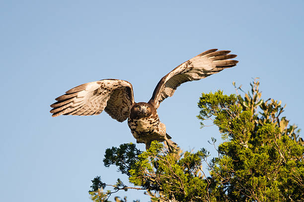 istock Juvenile Bald Eagle flying, blue sky, Haliaeetus leucocephalus, taking off 542014050