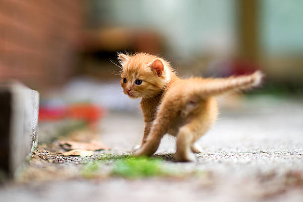istock Small Step For Men Kind But Big For Me 542014588