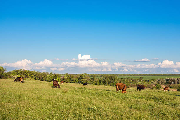 istock Livestock grazing during sunset in an idyllic valley 542014594