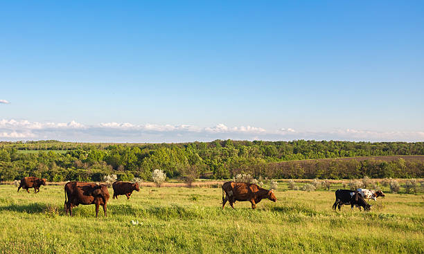 istock Livestock grazing during sunset in an idyllic valley 542014710