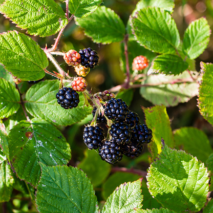 Square pic of a bunch of wild ripe, black and red, blackberry hanging from a vine branch with a background of green leaves hit by dappled light on a sunny day near Eilean Donnan castle in Scotland.