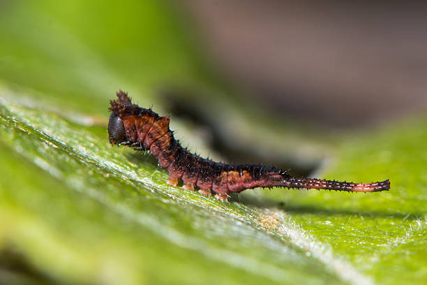 istock Sallow kitten moth (Furcula furcula) early instar caterpillar 542067168