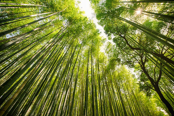 floresta de bambu japonês - bamboo grove imagens e fotografias de stock