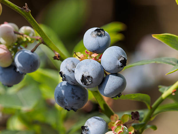 istock blueberry bunch on a blueberry bush 542071384