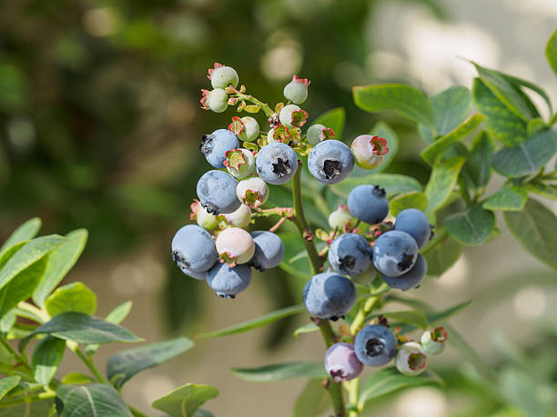 istock blueberry bunch on a blueberry bush 542071436