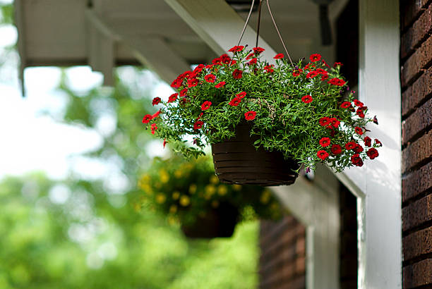 istock Potted Flowers on a Home, Hanging 542072422