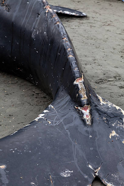 istock Juvenile Humpback whale washes ashore and died 542072438