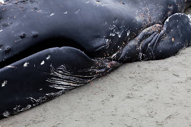 istock Juvenile Humpback whale washes ashore and died 542072710