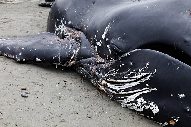 istock Juvenile Humpback whale washes ashore and died 542072976