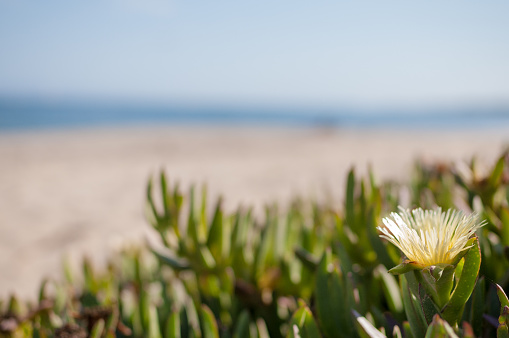 A succulent supplies ground cover on a Santa Barbara, California beach. A single flower blooms, with the sky, ocean and sand in the background. The succulent is called an Icicle plant.