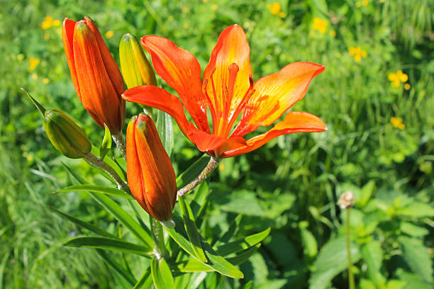 istock Orange lily in the garden 542073630