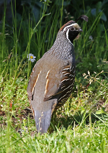 istock Male California Quail 542073960