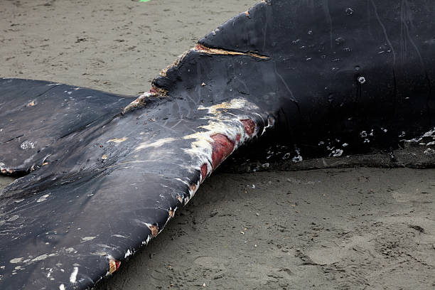 istock Humpback whale washes ashore and died 542074152