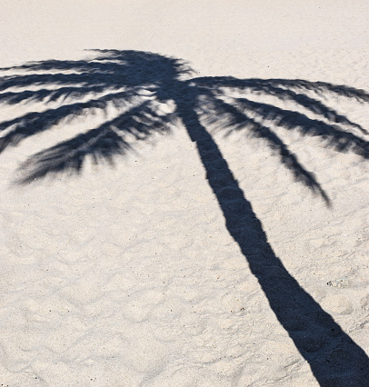 Shadow of a coconut palm tree on a white sand beach.