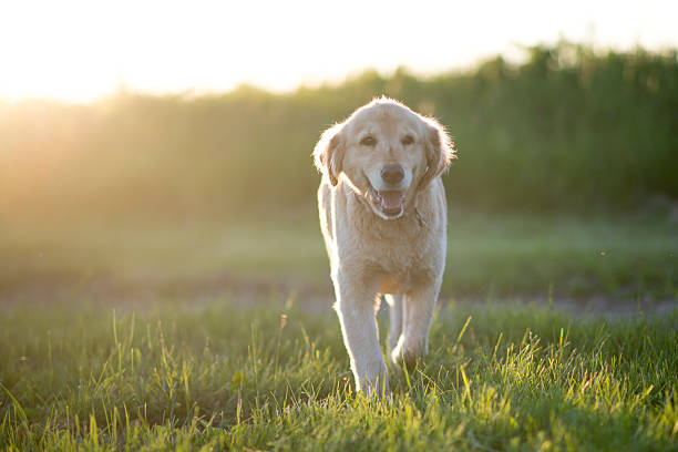 istock Happy Golden Retriever 542075360