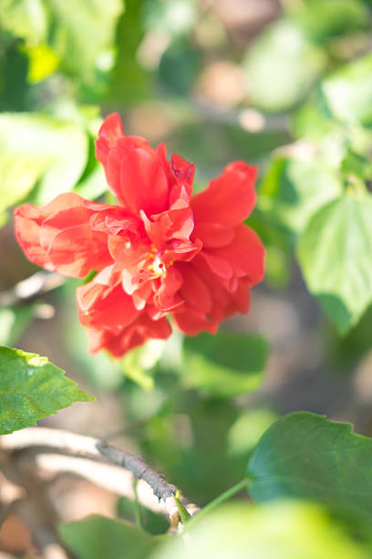 Hibiscus schizopetalus or Coral Hibiscus Hibiscus schizopetalus or Coral Hibiscus (Scientific name dissected flower stock pictures, royalty-free photos & images
