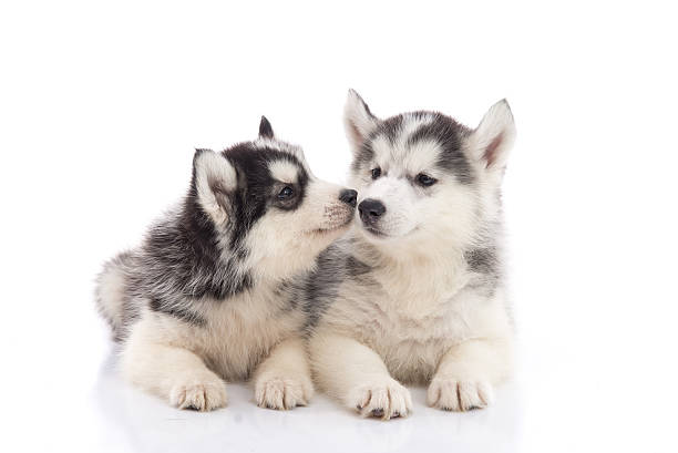 istock Two siberian husky puppies kissing on white background 542077018