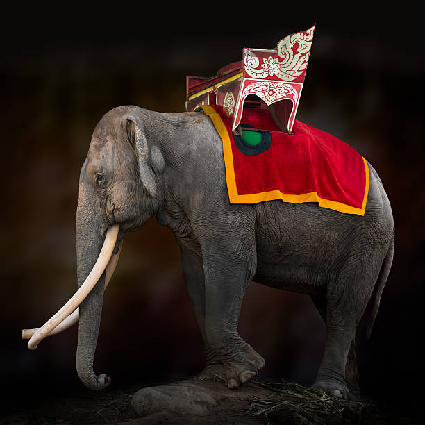 istock Elephant for tourist travel 542077794