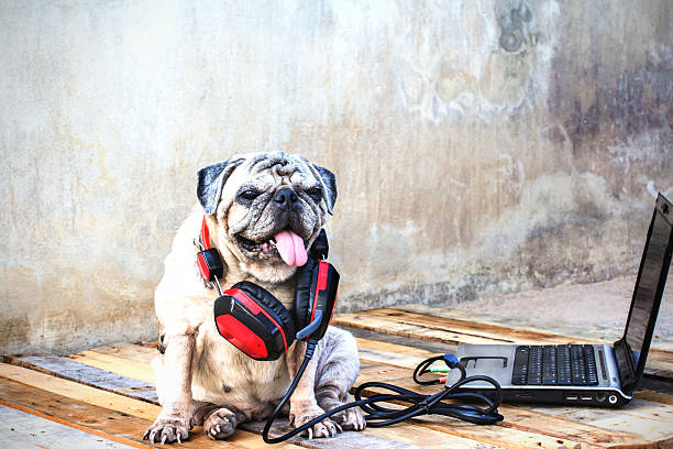 istock Pug dog with headphones and notebook. 542078380