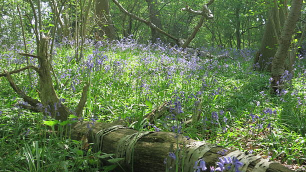 istock Bluebells in Blean Woods near Canterbury 542079366