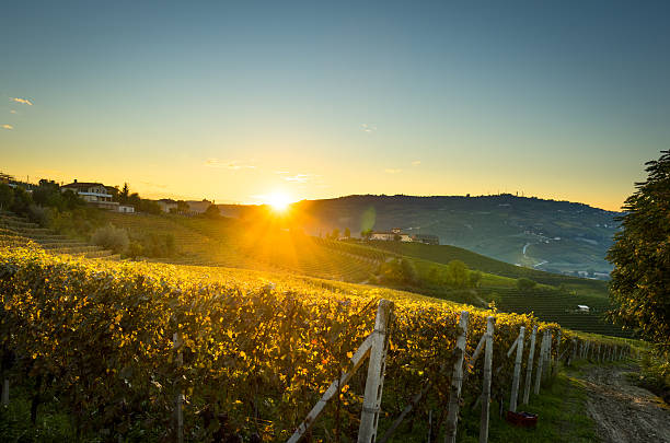 istock beautiful vineyard in switzerland in blue sky 542080126