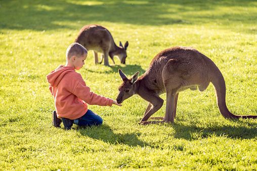 Little kid sitting on the ground and feeding kangaroo.