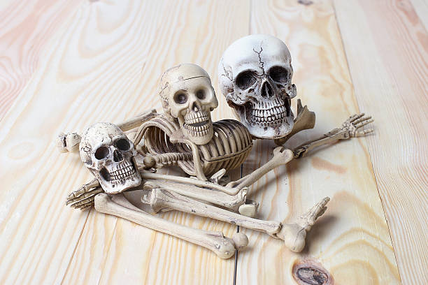istock human skull and human skeleton on pine wood background 542081176