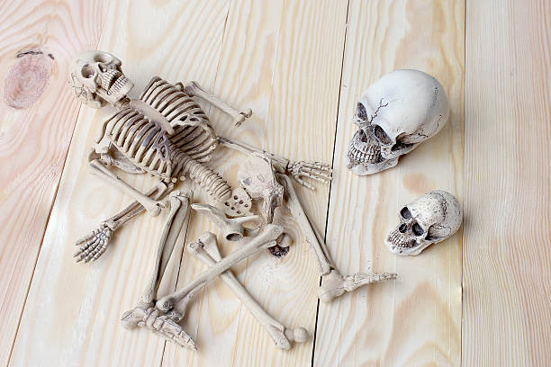 istock human skull and human skeleton on pine wood background 542081834