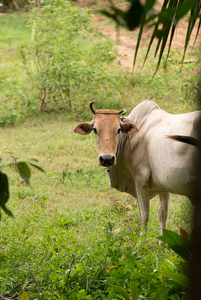 istock zebu cattle in tanzania 542081994