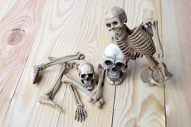 istock human skull and human skeleton on pine wood background 542082006