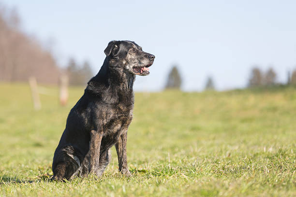 labrador - black labrador black dog retriever zdjęcia i obrazy z banku zdjęć