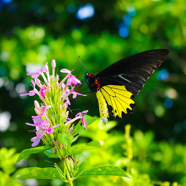 istock Common Birdwing Butterfly, Troides helena cerberus, siphoning nectar, Profile Close-up 542082650