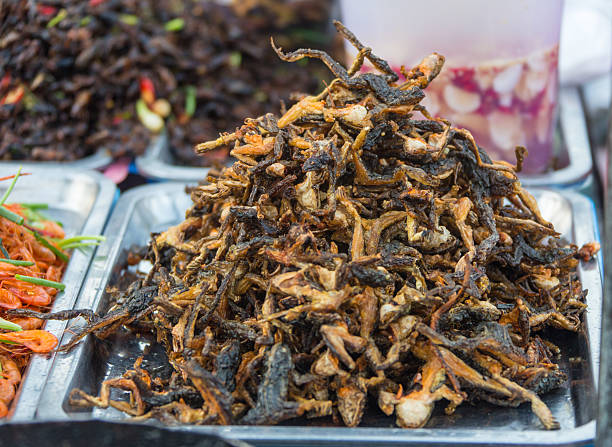 istock pile of filthy dishes infested with roaches 542083088