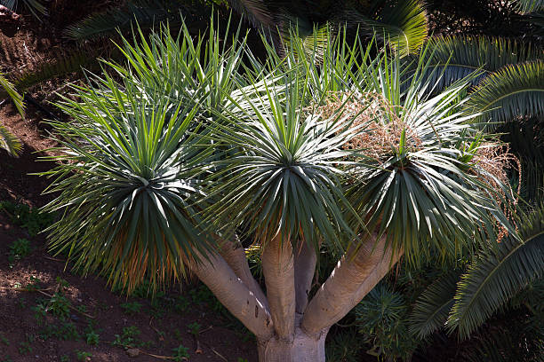 Lonely tree of Dracaena draco. Symbol of Canaries islands