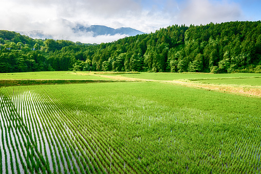 Rice paddy in the mountain. The landscape after rice-planting in June. The symbolic landscape of the Japanese agriculture