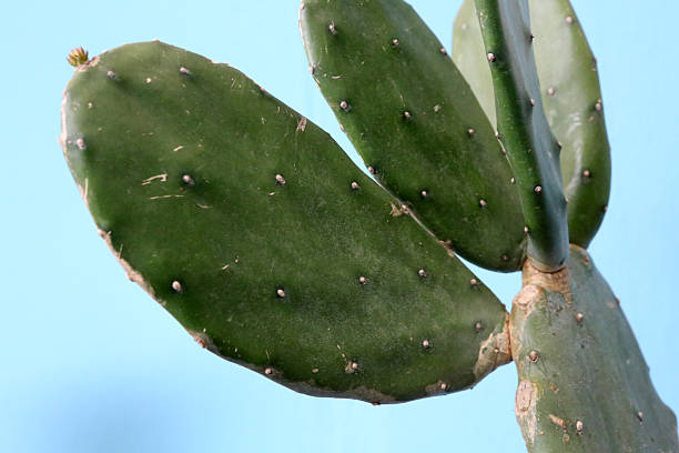 Opuntia Stricta Haw var Dillenii Ker Gaw L D Benson
