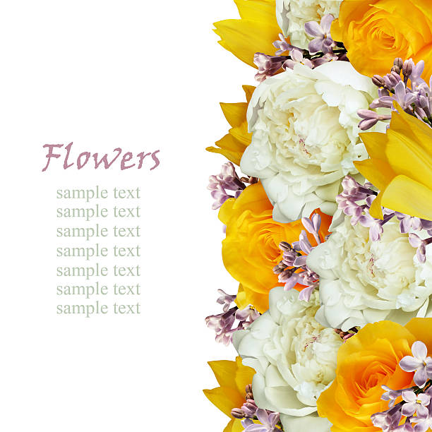 istock Peonies, tulips, roses and lilac flowers edge 542084100