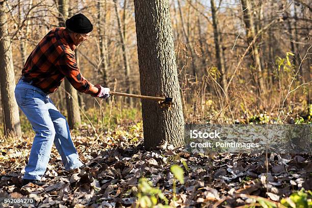 Lumberjack Cutting Tree With Axe Stock Photo - Download Image Now - 60-69 Years, Active Seniors, Adult