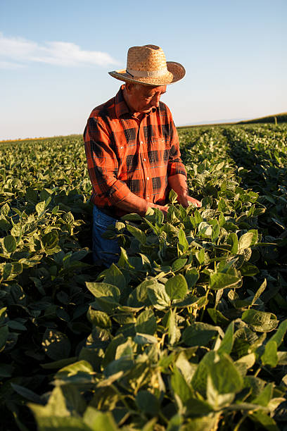 istock Senior farmer in a field examining crop 542086532